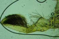 Grapholita molesta