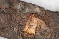 Archips podana