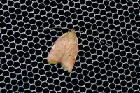 Carcina quercana