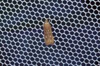 Helcystogramma triannulella