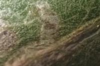 Phyllocnistis saligna