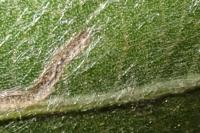 Phyllocnistis saligna