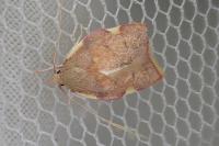 Carcina quercana