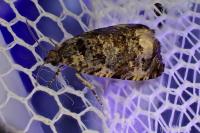 Endothenia gr. gentianaeana