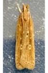 Helcystogramma triannulella