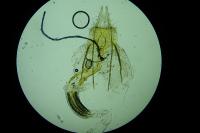 Coleophora lassella