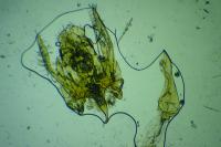 Gelechia senticetella
