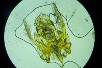Gelechia senticetella