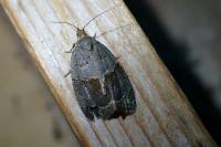 Clepsis dumicolana