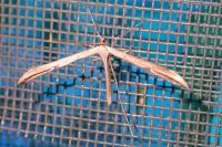 Emmelina monodactyla
