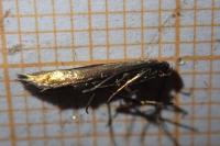 Coleophora trifolii