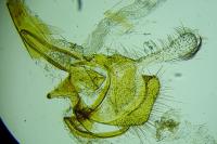 Coleophora trifolii