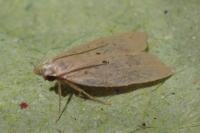 Acompsia schmidtiellus