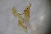 Acompsia schmidtiellus