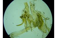 Acompsia schmidtiellus