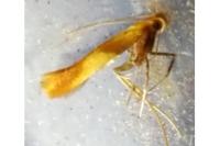 Caloptilia