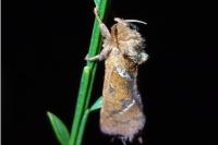 Triodia sylvina