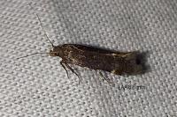 Aproaerema patruella