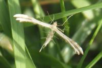 Oxyptilus