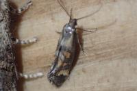 Epermenia pontificella