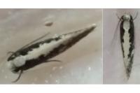 Monopis crocicapitella