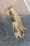 Crocidosema plebejana