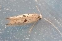 Yponomeuta plumbella