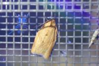 Clepsis consimilana