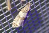 Isotrias rectifasciana