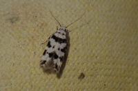 Pseudotelphusa scalella