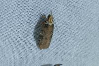 Agonopterix