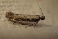 Aristotelia brizella
