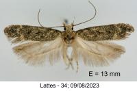 Scrobipalpa