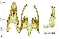 Scrobipalpa
