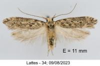 Scrobipalpa