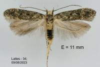 Scrobipalpa