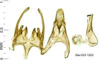 Scrobipalpa