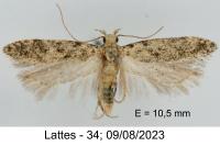 Scrobipalpa