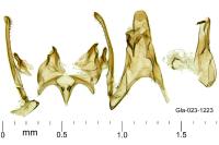 Scrobipalpa