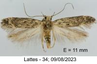 Scrobipalpa