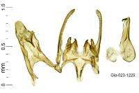 Scrobipalpa