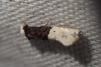 Trichophaga bipartitella