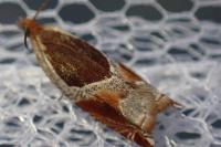 Ancylis unculana