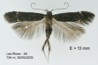 Aproaerema sangiella