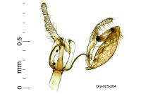 Aproaerema sangiella