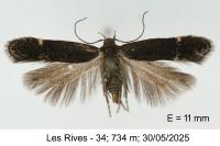 Aproaerema suecicella