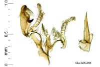 Aproaerema suecicella
