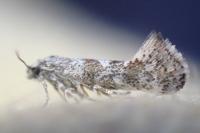 Catatinagma trivittellum