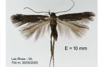 Monochroa inflexella
