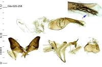 Monochroa inflexella